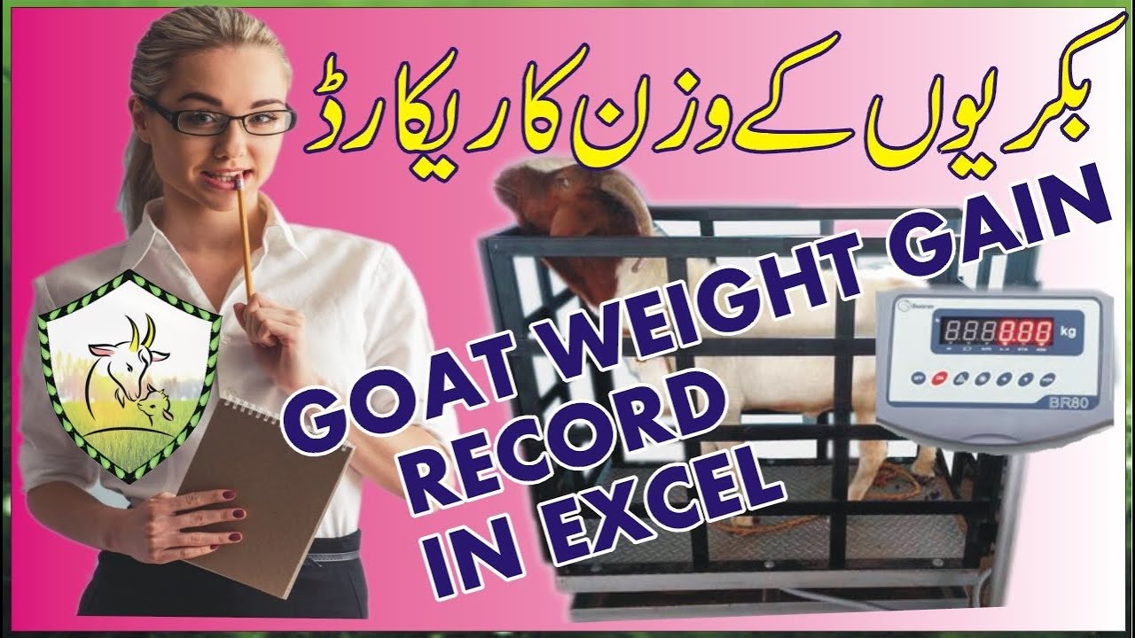 Goat/Sheep/Monthly Weight Gain Record Excel | Goat Farming In Pakistan ...