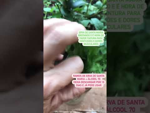 Vídeo: O que é um cataplasma: como fazer um cataplasma de ervas no jardim
