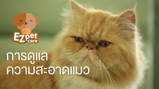 EZ pet care [by Mahidol] การดูแลความสะอาดแมว
