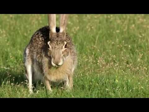 Texas Wild: Black-tailed Jack Rabbit