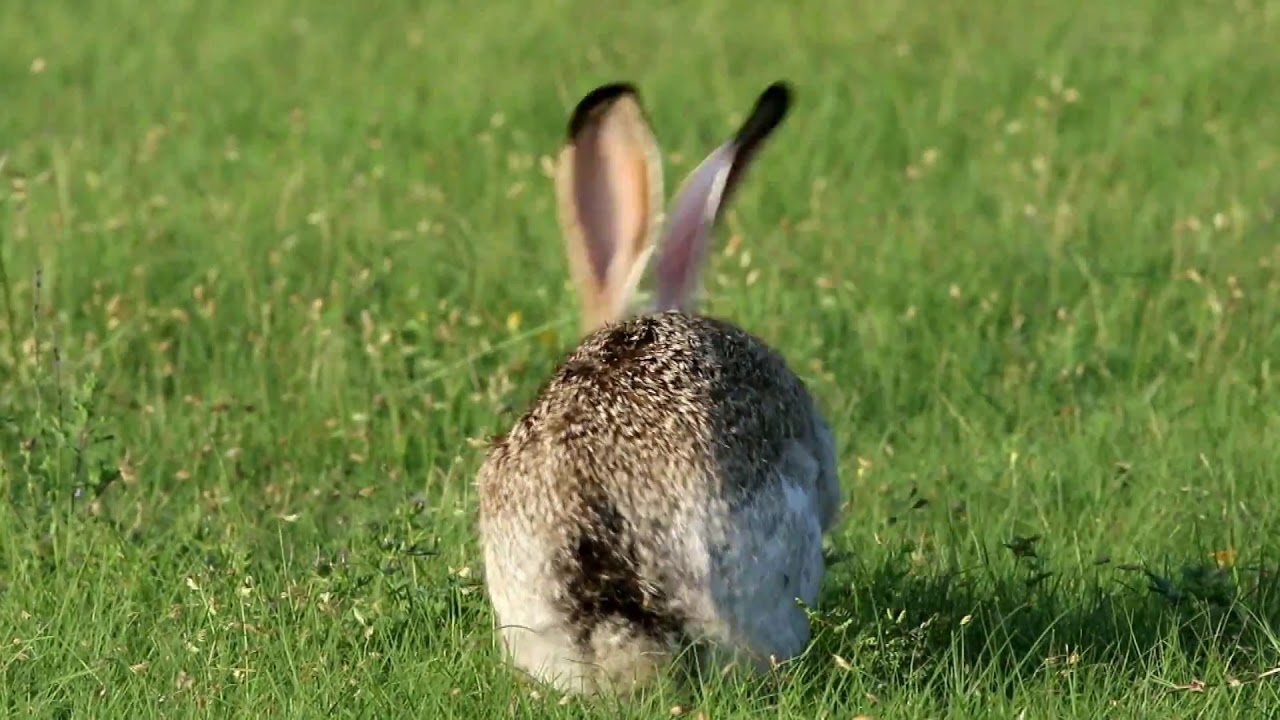 Texas Wild Blacktailed Jack Rabbit YouTube