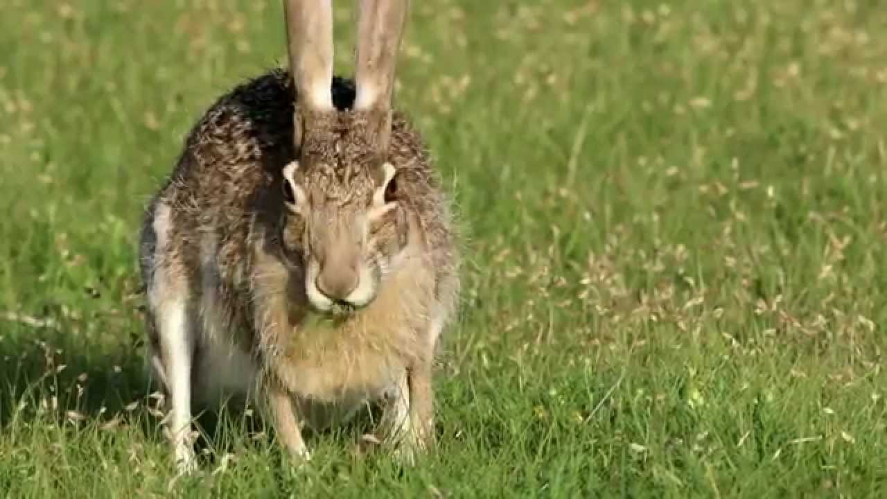 giant jack rabbits