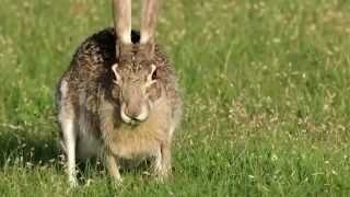 Texas Wild: Black-tailed Jack Rabbit