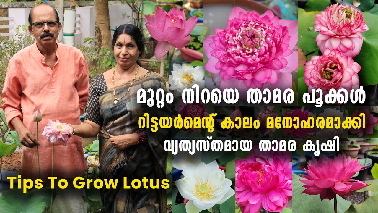 മുറ്റം നിറയെ താമര പൂക്കൾ | റിട്ടയർമെന്റ് കാലം മനോഹ​രമാക്കി വ്യത്യസ്തമായ താമരകൃഷി | Rare Types Lotus