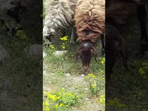 #farm#sheep                                       Qoyunda beyin qurdu