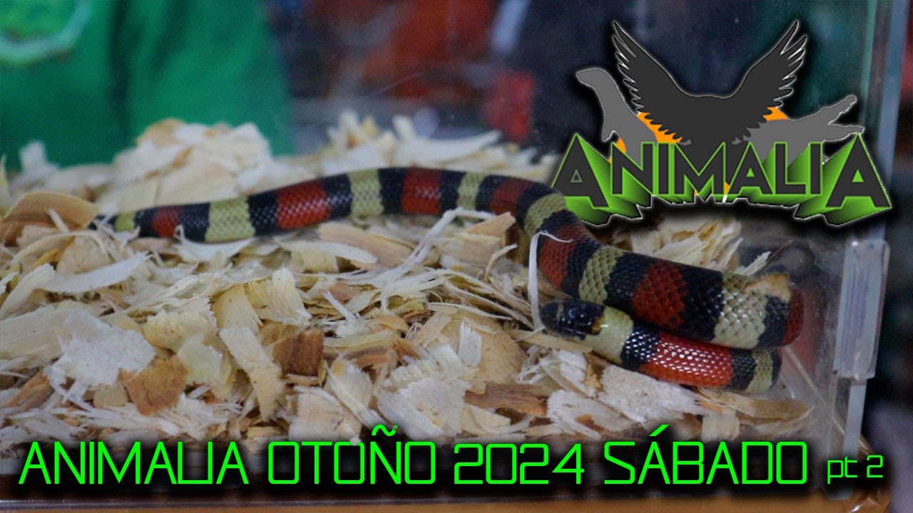 ANIMALES VENENOSOS EN ANIMALIA OTOÑO 2024 | CASCABEL Y COBRA | HORMIGAS | COLUBRIDOS |