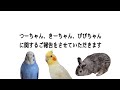 3つのお知らせをさせていただきます。【セキセイインコ・つーちゃん、オカメインコ・きーちゃん、うさぎ・ぴぴちゃん】