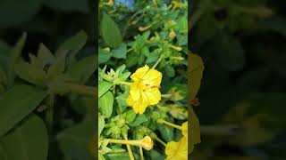 How To Care And Grow Gul E Abbas Flower Plant At Home Most Informative Video .