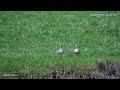 🔴 LIVE African Safari | 6 Maasai Mara Wildlife Cameras | Kenya 24/7