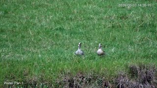 🔴 LIVE African Safari | 6 Maasai Mara Wildlife Cameras | Kenya 24/7