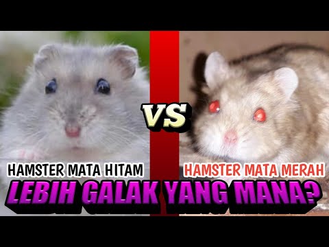 Video: Mata Merah Muda Pada Hamster