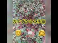 平尾昌晃&amp;畑中葉子さんの『カナダからの手紙』歌ってみた。