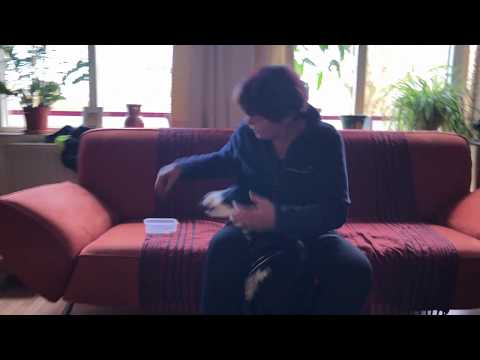 Video: Oogontsteking (choroidea En Netvlies) Bij Honden