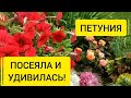 НОВОЕ О ПЕТУНИИ ! ПОСЕЯЛА И ОЧЕНЬ УДИВИЛАСЬ .