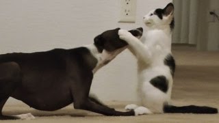 Crazy greyhound plays with kitten