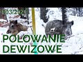 SUDECKA OSTOJA 103/2021 Polowanie Zbiorowe. Driven Hunt in Poland. chasse en Battue de sanglier