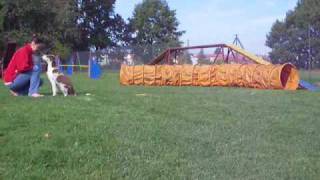 Agility Boy 6 10 2009