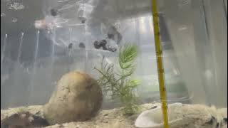 Blue Ramshorn Snail, YouMe Shrimp House, 12 Sep 2025