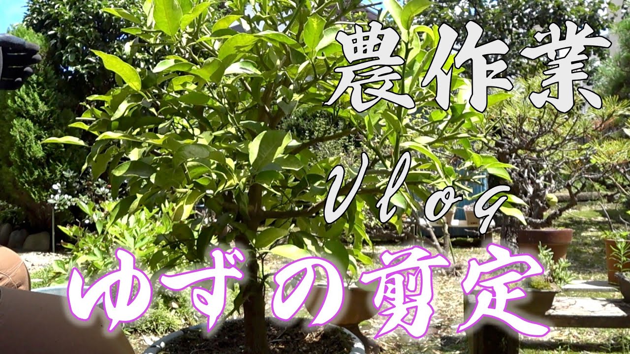 農作業 ゆずの剪定 Vlog Youtube