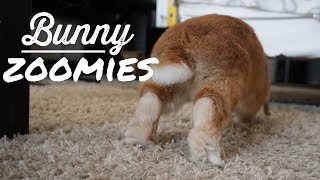 Bunny Zoomies: Bunnies running FAST!!! screenshot 4