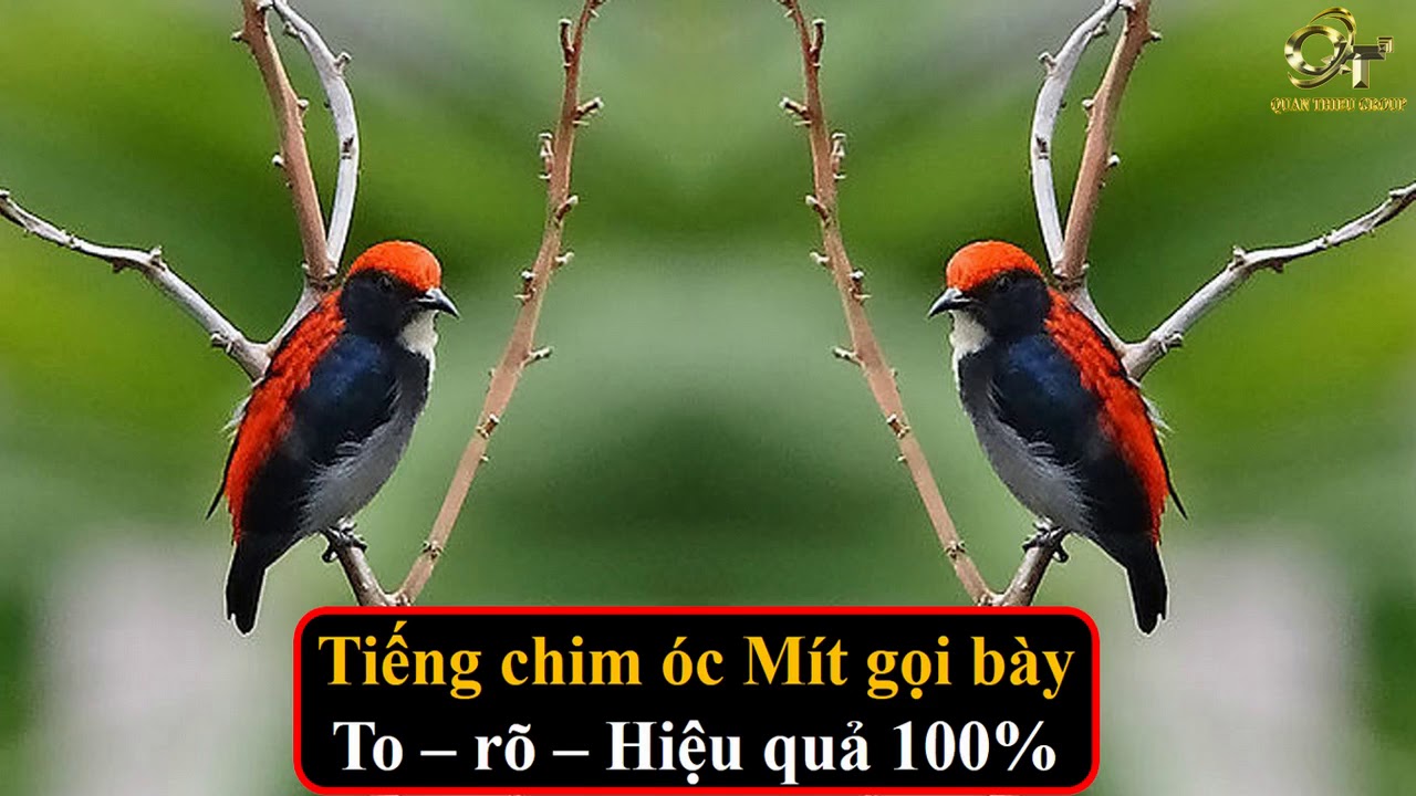 Tiếng chim óc mít gọi bổi hiệu quả 100%/เสียงต่อนกชมพูสวนหรือนกขุนช้างขุนแผน