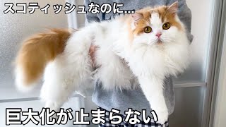 愛猫が「さらに大きくなった」と言われるので久々に体重をはかったら驚きの結果にw