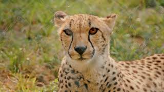 Celebrity Nemacolin Wildlife Wealth