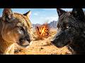 Puma vs Black Wolves – Ultimate Desert Showdown!