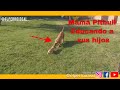 MAMA PITBULL CORRIGE A SU CACHORRA: PERIODO DE IMPRINTING: DIA 43 / EL  PROCESO DEL DESTETE