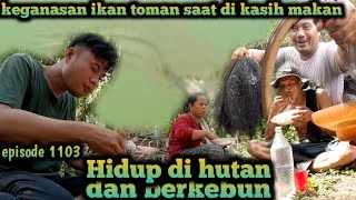 keganasan ikan toman di dalam kolam saat di kasih makan warta petani muda hidup di hutan