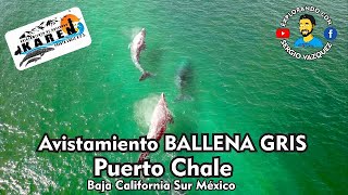 PUERTO CHALE Avistamiento Ballena Gris a Solo 2 Horas de La Paz B.C.Sur México (Reserva Tours Karen)