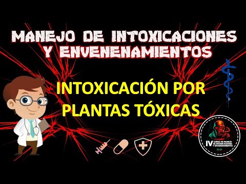 Vídeo: Informació de la planta de cicuta verinosa - Més informació sobre l'eliminació de la cicuta verinosa i les plantes semblants