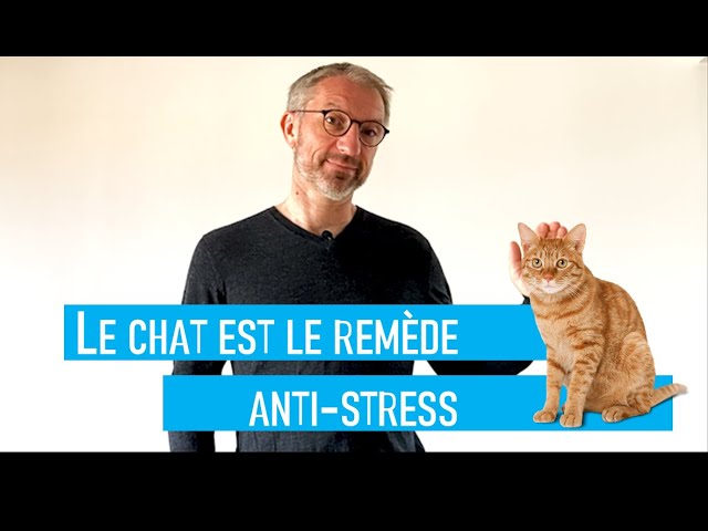 🐱 Le chat est le remède anti-stress 