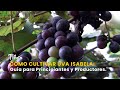 Cómo Cultivar Uva Isabela: Guía para Principiantes y Productores – TvAgro por Juan Gonzalo Angel