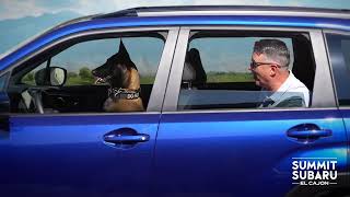 Summit Subaru Dog2 Out 1 9APR298    (c)