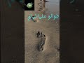    3  أغاني سطايفية عراسي تيك توك شاويه 