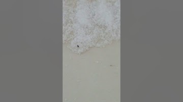 Killing fleas with Salt ?!