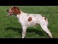 Brittany Spaniel - Dog Breed Information の動画、YouTube動画。