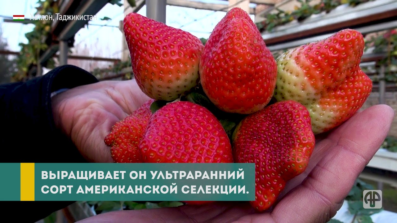 Как в Хатлоне вырастили первые зимние клубники Таджикистана?