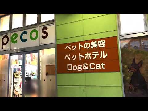 マーケットピア ペットプラス 海老名店の投稿動画 ペットプラス 海老名店