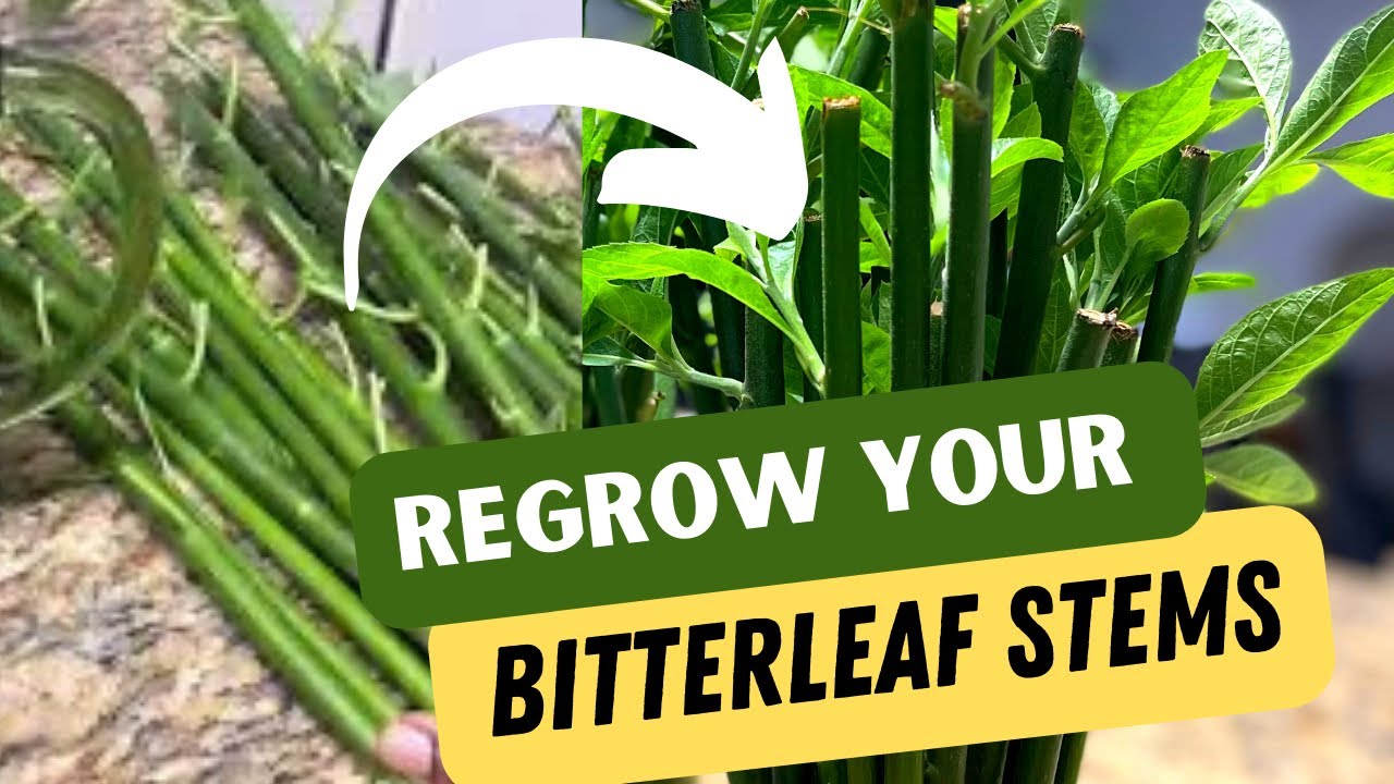 REGROW Bitterleaf Plants From Stems QUICKLY Using Water Only 