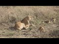 Cute Lion Cubs & Their Pride in the Serengeti