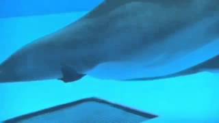 Baby Dolphin Calf Birth Captured On Camera