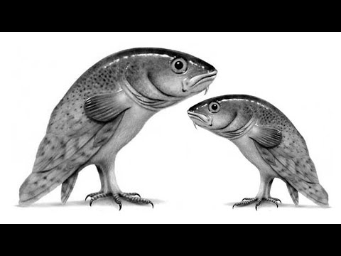 Scientist Discover Walking Fish