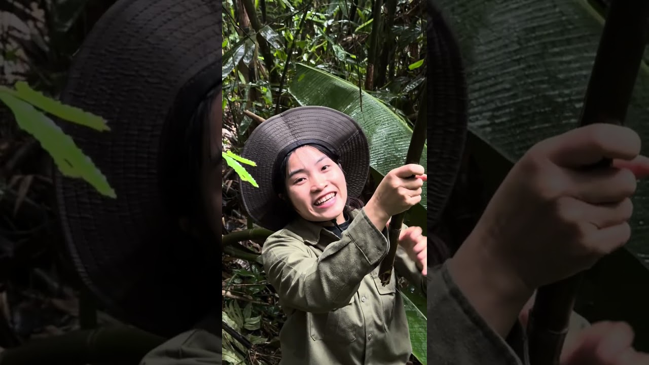 Đi rừng ngày mưa #trieuthimay #cuộcsốnghàngngày #cuộcsốngmiềnnúi 