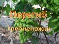 Виноград. Сорт Преображение . Подвязка гроздей.