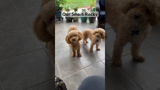 Smart Puppy #shortsfeed #smartpuppy #puppy lovers #puppies #pets #poodle #poochon #doglover #doglife