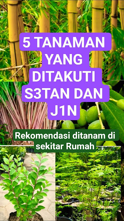 INILAH 5 TANAMAN YANG DITAKUTI S3TAN DAN J1N