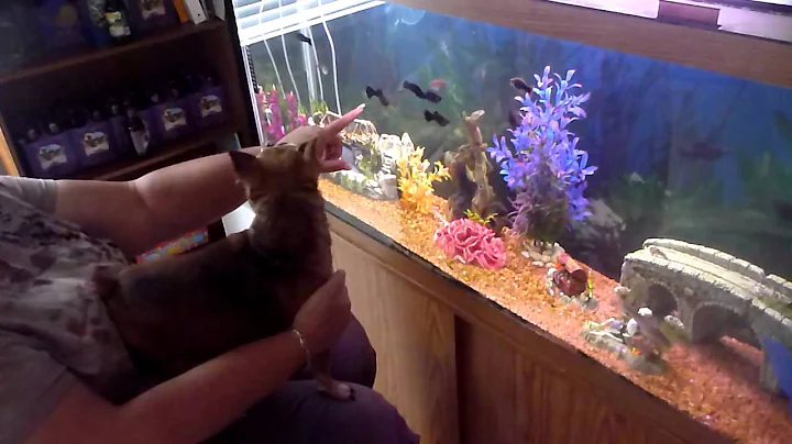 Dog trying to catch fish!