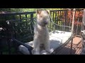Wire Fox Terrier Roy's Tricks 2 の動画、YouTube動画。
